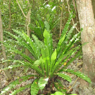 Bird's nest fern, O’aha 