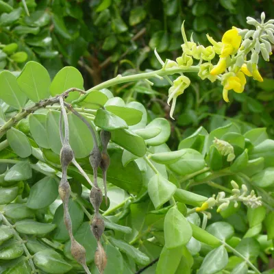 Necklacepod is a nectar plant for bees and butterflies