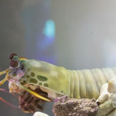 Mantis shrimp can live in aquariums