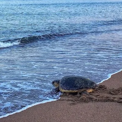 The loggerhead turtle is the second most common marine turtle in the world after the green turtle.