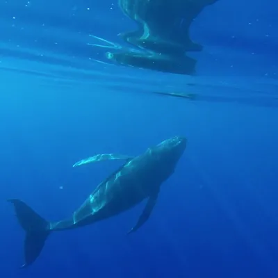 young humpback whale