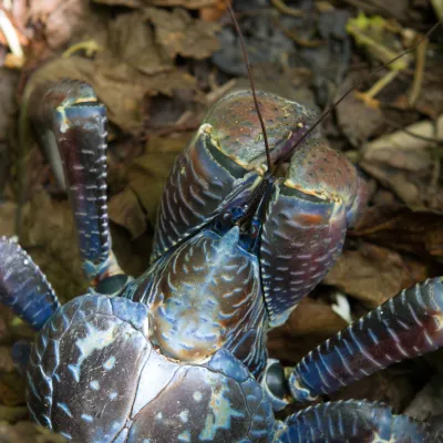 coconut crab