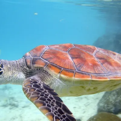 Honu in the lagoon