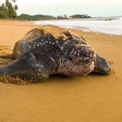 Ce sont les plus grandes tortues vivantes.