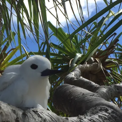 white tern on a pandanus branch