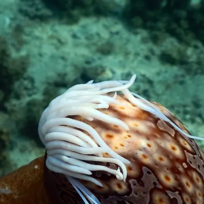 sea cucumber with sticky defense threads