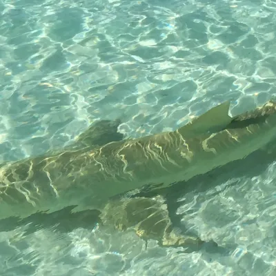 sickle-fin lemon shark in the Tetiaroa lagoon