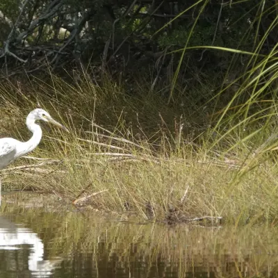 Pacific reef egret