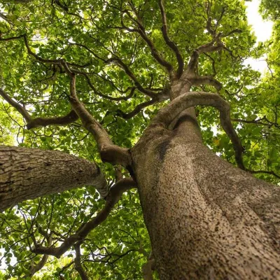 pisonia tree