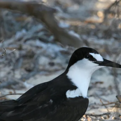 sooty tern