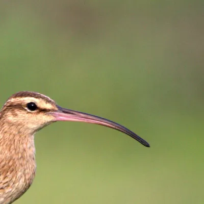 bristle-thighed curlew