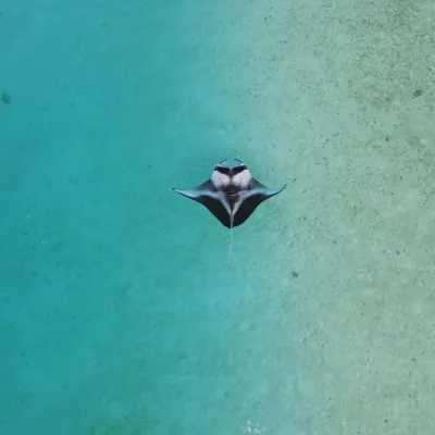 Les raies mantas vivent dans les eaux tempérées, subtropicales et tropicales.