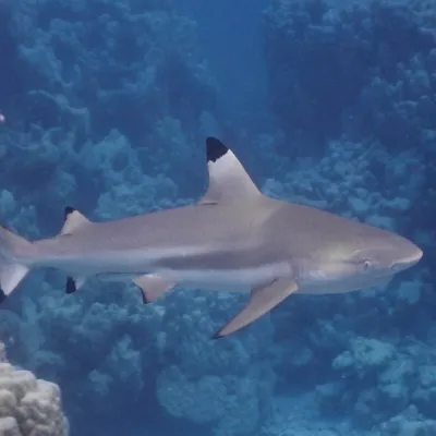 Le requin pointe noire est l’espèce de requin la plus commune à Tetiaroa.