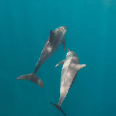 Veritables acrobates, ils peuvent faire jusqu’à 7 tours par saut et s’élever à près de 3m au dessus de l’eau !