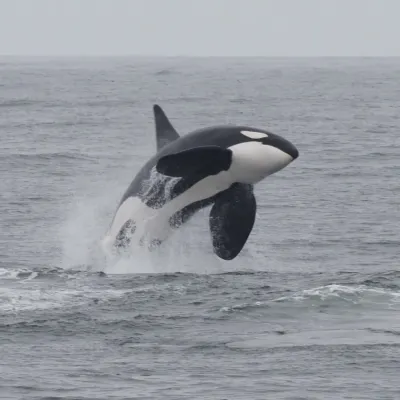 The orca is rare in French Polynesia