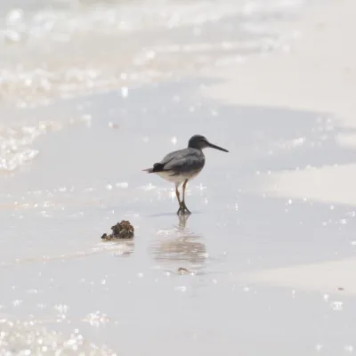 Wandering tattler