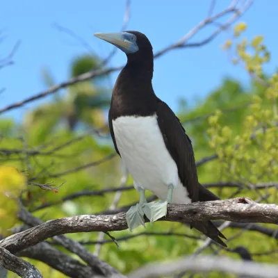 Brown booby