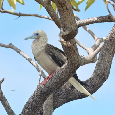 Red-footed booby