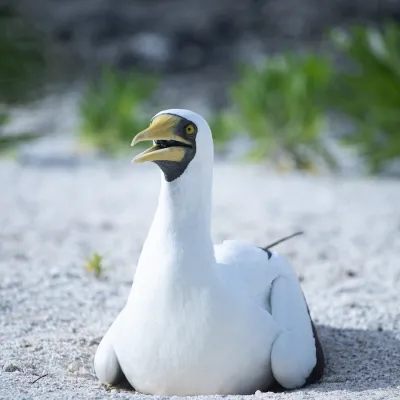 masked booby on motu Hiraanae Tetiaroa