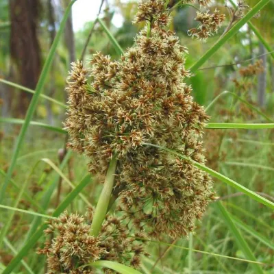 A brown flower