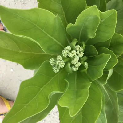 Les fleurs sont utilisées dans les monoï