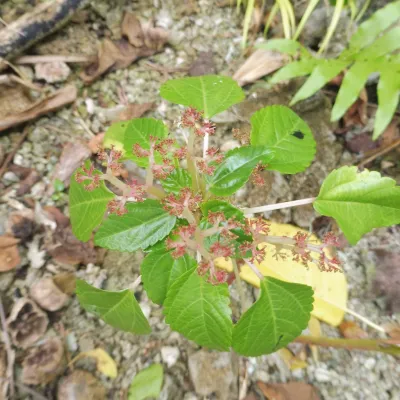 A small plant on the ground