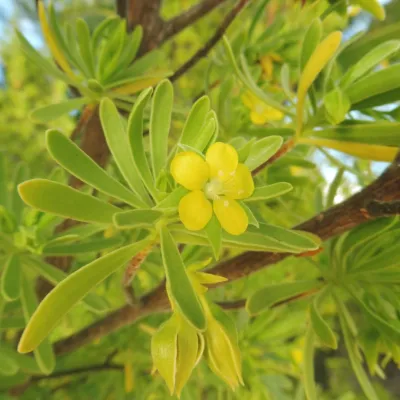 Surinam marítima flower on Onetahi