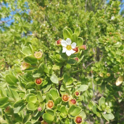 Pemphis acidula flower and fruit on motu Ahuroa