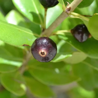 Ripe fruit