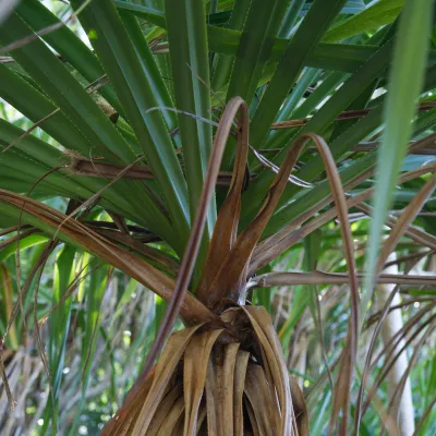 pandanus tectorius