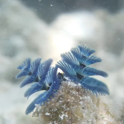 Each worm has two brightly colored crowns that protrude from its tube-like body.