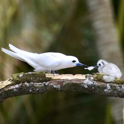 white tern with chick