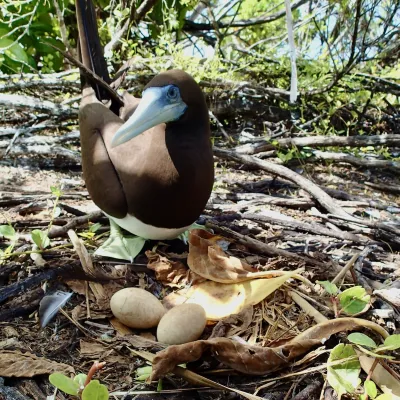 ground nest of brown booby