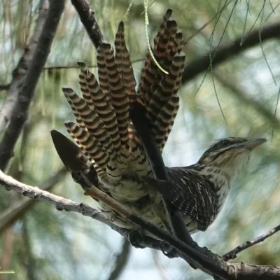 Its distinctive loud screech that is often heard before rain earning it the name “bird of the rain”.