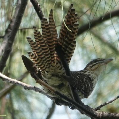 Coucou de Nouvelle-Zélande perché dans un arbre