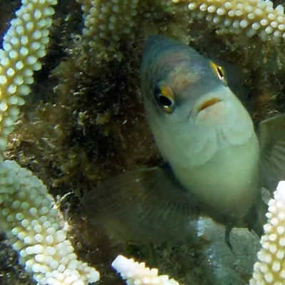 Poisson-fermier à tache noire dans son habitat