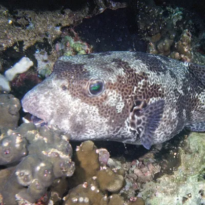 Hue mōrori Hiding in the coral