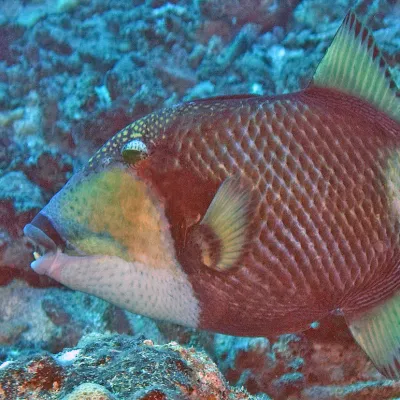 Because of its strong teeth, it eats coral, crustaceans, and mollusks as well as echinoderms such as the Acanthaster.