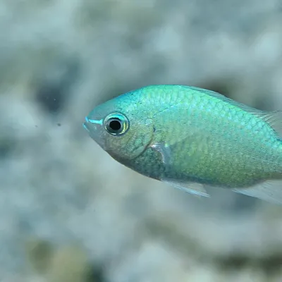 This damselfish eats plankton and eats phytoplankton and zooplankton and is able to choose between its miniscule prey.