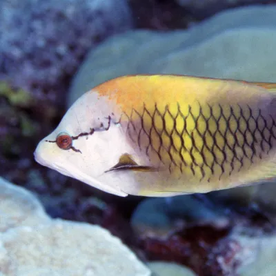 In its terminal phase, males have a white head and a black body with an orange back.