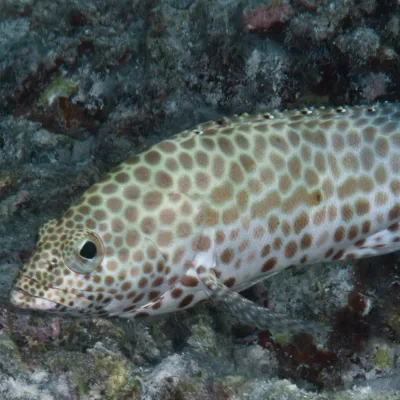 This grouper is distinguishable by its light colored body with nested, brown, hexagon shaped spots.