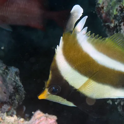 Ce petit poisson fait parti de la même famille que les poissons papillons.