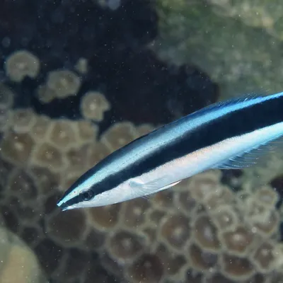 This specie of cleaner wrasse is the most common in French Polynesia.