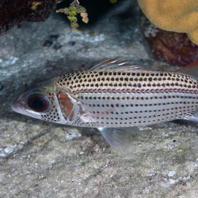 a small lagoon fish