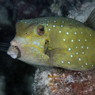 Ce poisson porte bien son nom car il ressemble effectivement à une petite boîte cubique.