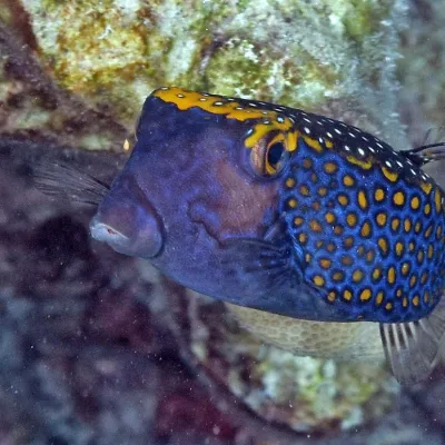 It mostly lives in cavities in the external slope. It is rarely in the lagoon but has been observed in Tetiaroa’s lagoon.