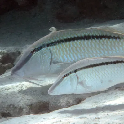 Il se nourrit de petits crustacés et mollusques qu’il déniche dans le sable, repérés grâce à ses longs barbillons.