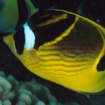 Le poisson papillon tient son nom du masque noir et blanc qui couvre ses yeux, rappelant le raton laveur.