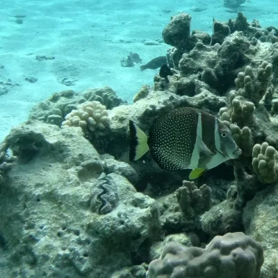 This fish is found along the rocky shores and in furrows adjacent to the barrier reef.