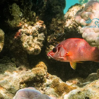 Giant squirrelfish 